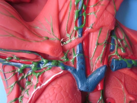 Sistema immunitario umano Modello di insegnamento anatomico Simulatore 3D per organo del sistema linfatico