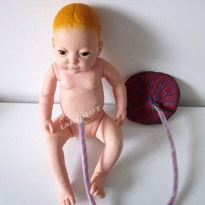 Modello avanzato di manichino per neonati in PVC per la cura della placenta per gli operatori sanitari