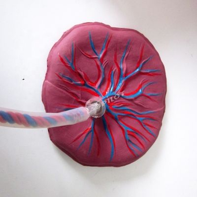 Modello avanzato di manichino per neonati in PVC per la cura della placenta per gli operatori sanitari