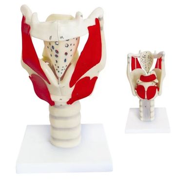 Dimostrazione anatomica HOT Laringe Modello funzionale PVC avanzato per l'insegnamento della gola