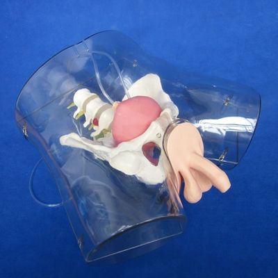 Manichino per la dimostrazione di cura dei pazienti Formazione di cateterizzazione uretrale trasparente
