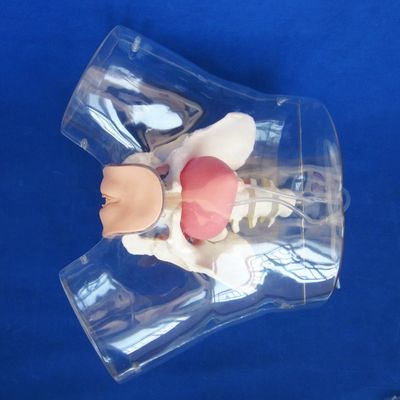 Insegnamento avanzato di cateterizzazione uretrale femminile trasparente in PVC per la formazione infermieristica