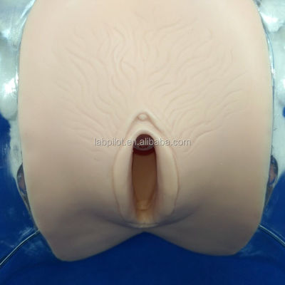 Manichino Dilatazione trasparente e curettage del manichino uterino per l'addestramento all'aborto