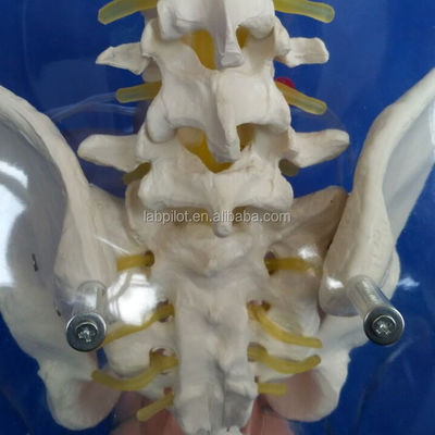 Manichino Dilatazione trasparente e curettage del manichino uterino per l'addestramento all'aborto