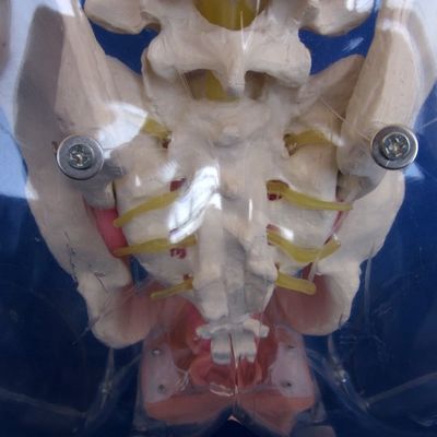 Insegnamento avanzato di cateterizzazione uretrale femminile trasparente in PVC per la formazione infermieristica