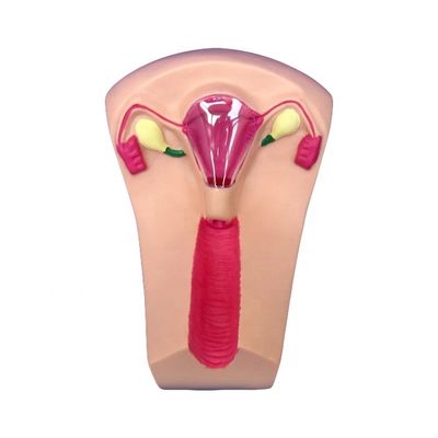 Scienze mediche PVC IUD Insertion Trainer Utero Femminile Intrauterine Device Simulator Modello