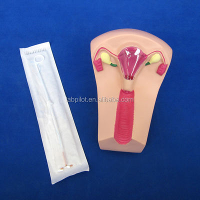 Scienze mediche PVC IUD Insertion Trainer Utero Femminile Intrauterine Device Simulator Modello