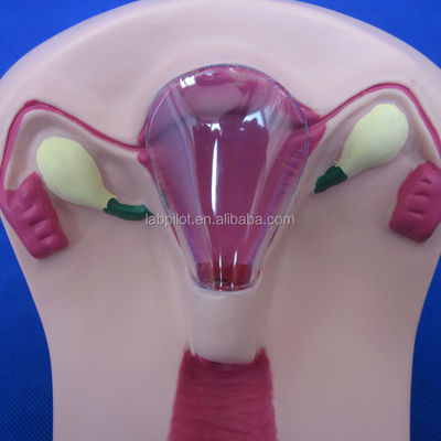 Scienze mediche PVC IUD Insertion Trainer Utero Femminile Intrauterine Device Simulator Modello
