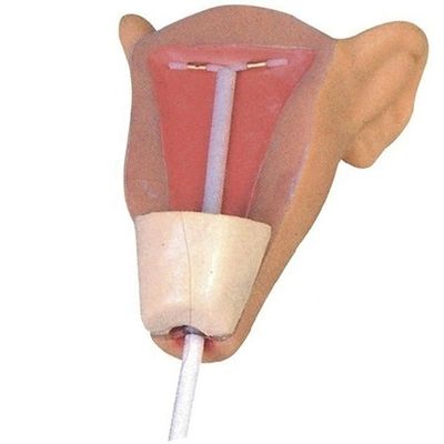 Manifestazione di cura del paziente IUD portatile compatto addestratore di inserimento per la scienza medica
