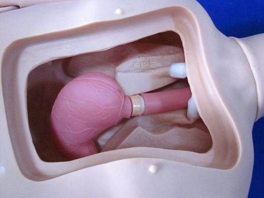 Simulatore del paziente completamente flessibile Formazione infermieristica Manichino per formazione individualizzata