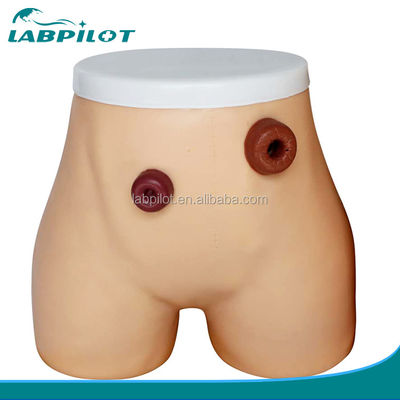 Modello avanzato di infermieristica dell'ostomia in PVC per la formazione in ileostomia e colostomia negli ospedali