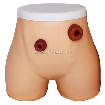 Modello avanzato di infermieristica dell'ostomia in PVC per la formazione in ileostomia e colostomia negli ospedali