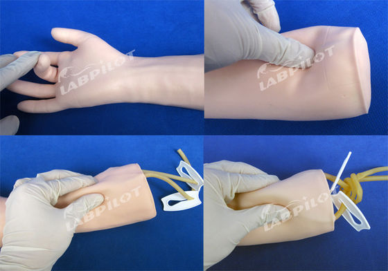 Modello di formazione per l'insegnamento dell'infezione endovenosa e della trasfusione di sangue