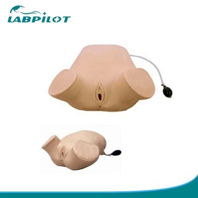Le donne in gravidanza in PVC Simulatore di esame vaginale a quattro fasi di palpazione manovre di Leopold