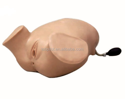 Le donne in gravidanza in PVC Simulatore di esame vaginale a quattro fasi di palpazione manovre di Leopold