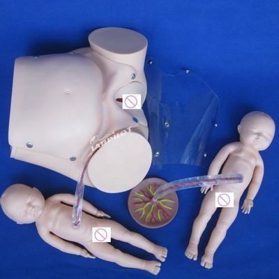 Dimensioni di vita umana Bambola incinta Bambino Simulatore di parto per la scienza medica Modello