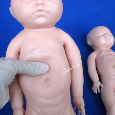 Dimensioni di vita umana Bambola incinta Bambino Simulatore di parto per la scienza medica Modello