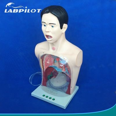 Modello di lavaggio gastrico trasparente Simulatore del tubo di alimentazione nasale per la formazione infermieristica