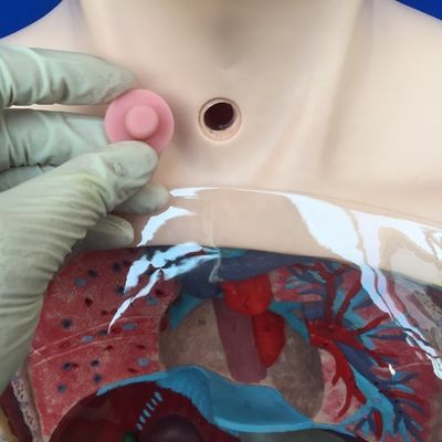 Modello di lavaggio gastrico trasparente Simulatore del tubo di alimentazione nasale per la formazione infermieristica