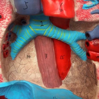 Modello di lavaggio gastrico trasparente Simulatore del tubo di alimentazione nasale per la formazione infermieristica