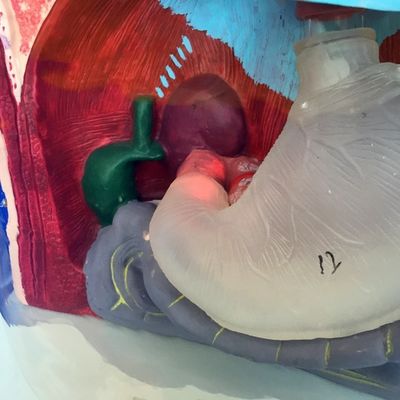 Modello di lavaggio gastrico trasparente Simulatore del tubo di alimentazione nasale per la formazione infermieristica