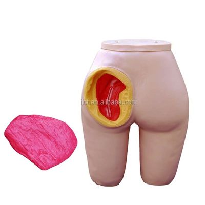 Modello di addestramento per l'iniezione intramuscolare del gluteo a dimensione di vita umana per la cura dei pazienti
