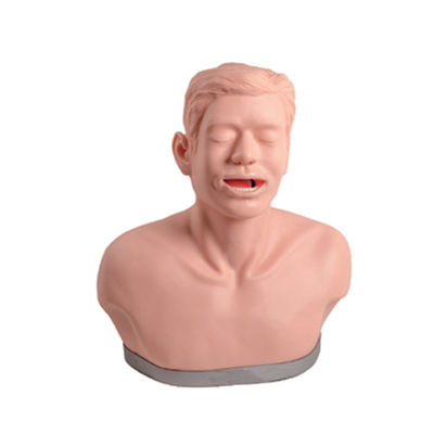 Modello di formazione per l'insegnamento anatomico e la dimostrazione delle funzioni dell'esame della tiroide
