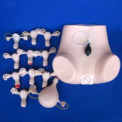 Contraccezione Esame pelvico dell'utero Formazione manichino Ginecologia medica Modello di cura