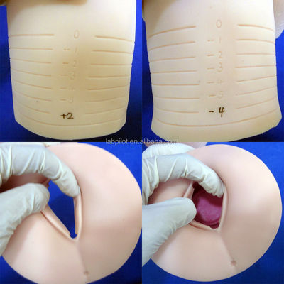 Rivoluzionario manichino ostetrico con dimostrazione di dilatazione e cancellazione cervicale
