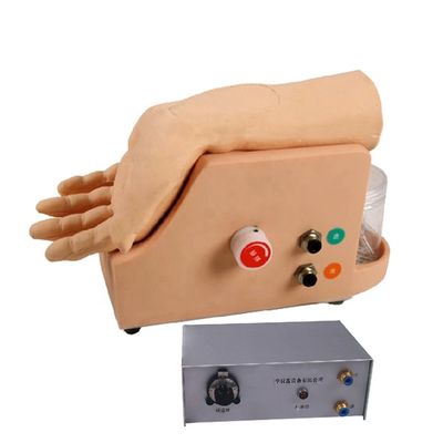 Modello di analisi dei gas del sangue nelle arterie per l'addestramento alla punzione dell'arteria umana