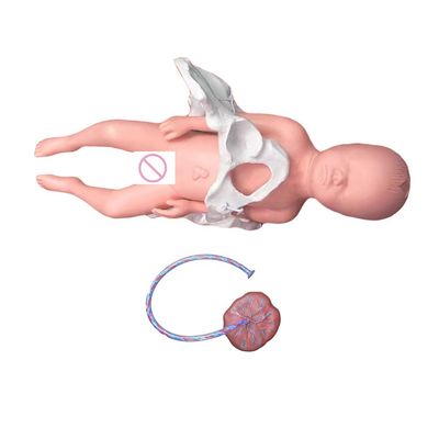 Insegnamento medico Manichino Modello Materia Scienza medica con cordone ombelicale e placenta