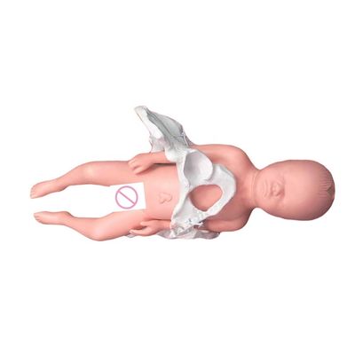 Insegnamento medico Manichino Modello Materia Scienza medica con cordone ombelicale e placenta