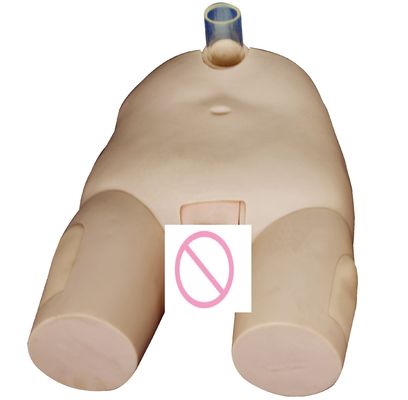 PVC Modello di formazione sull'irrigazione della vescica maschile/femminile Abilità di cateterizzazione e simulatore di operazioni di punzione