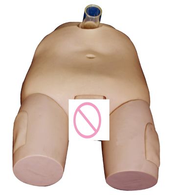 PVC Modello di formazione sull'irrigazione della vescica maschile/femminile Abilità di cateterizzazione e simulatore di operazioni di punzione