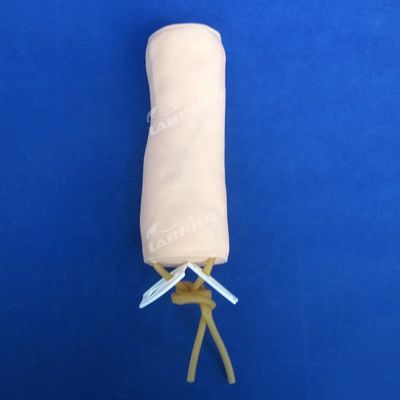 Scienze mediche Modello di pratica della venazione e della trasfusione di sangue con modello di gomito IV