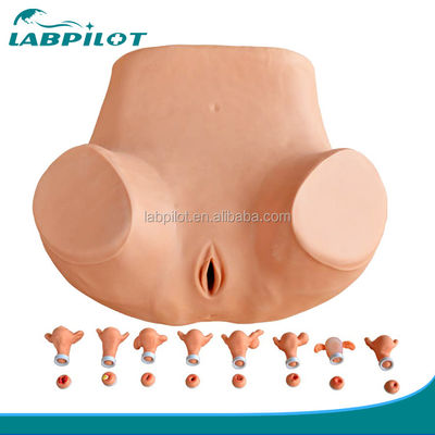 Insegnamento delle abilità ginecologiche Simulatore completo di esame pelvico con PVC avanzato