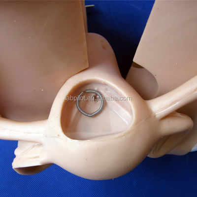 Guida per la pianificazione familiare Modello di contraccezione Dimensione della vita umana Impiego e rimozione del DIU