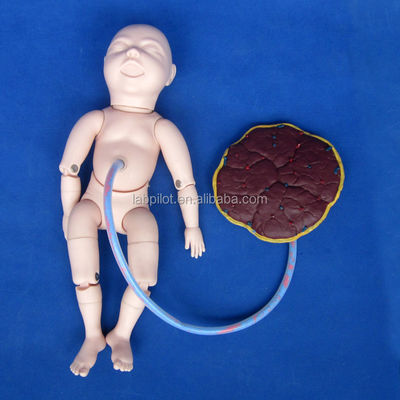 Simulatore di assistenza alla donna in gravidanza per la formazione in ostetricia-ginecologia