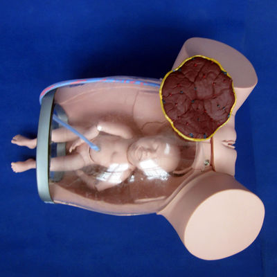 Simulatore di assistenza alla donna in gravidanza per la formazione in ostetricia-ginecologia