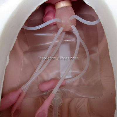 Scienze mediche Diversi Ginecologi Infermieristica Abilità di formazione Manichino Esame pelvico e vaginale Modello
