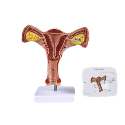 Gli organi genitali interni ed esterni femminili Scienza medica modello per la vita umana