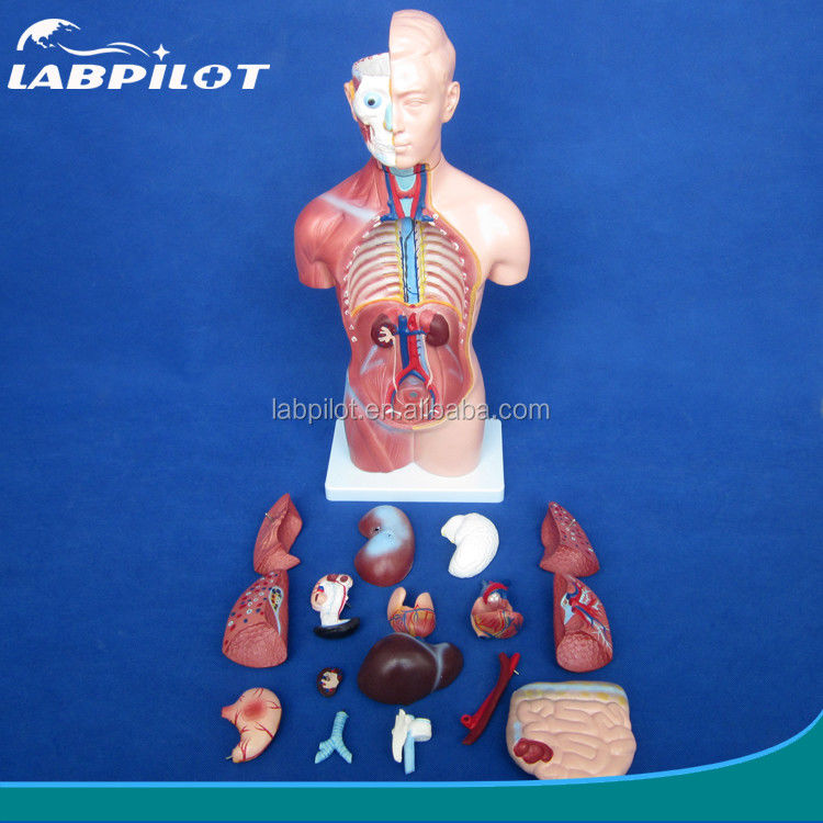 Modello del corpo senza sesso da 42 cm con 18 parti e modello anatomico del corpo dettagliato
