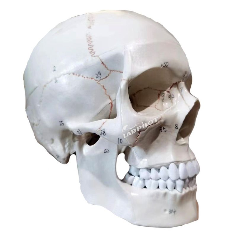 Modelli educativi Cranno umano di dimensioni naturali Modello anatomico per l'insegnamento delle scienze mediche