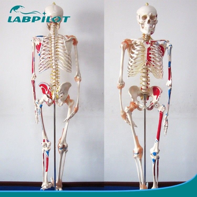Modello didattico di scienze mediche 180cm alto scheletro colorato con muscoli e legamenti