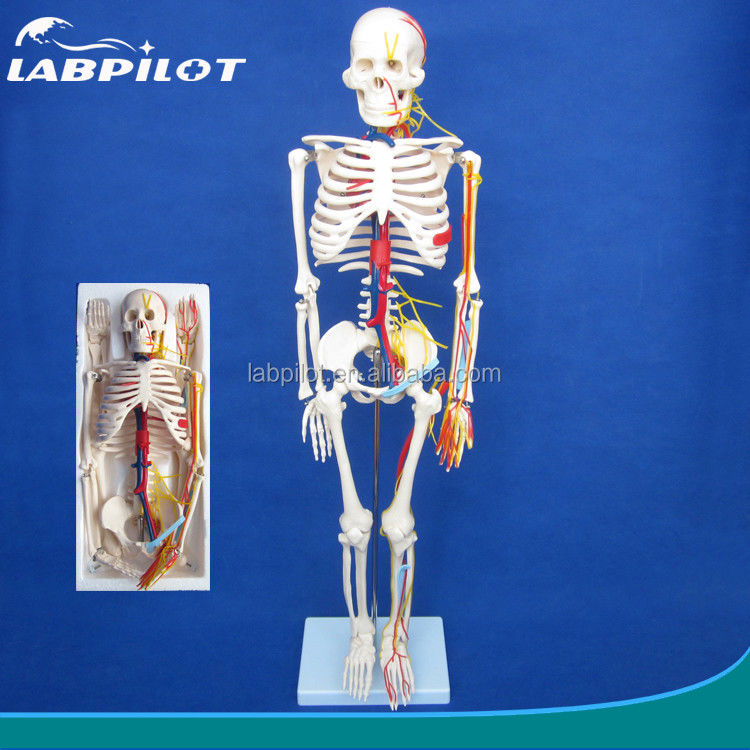 Scienze mediche Modello avanzato di scheletro umano in PVC con nervi e vasi sanguigni