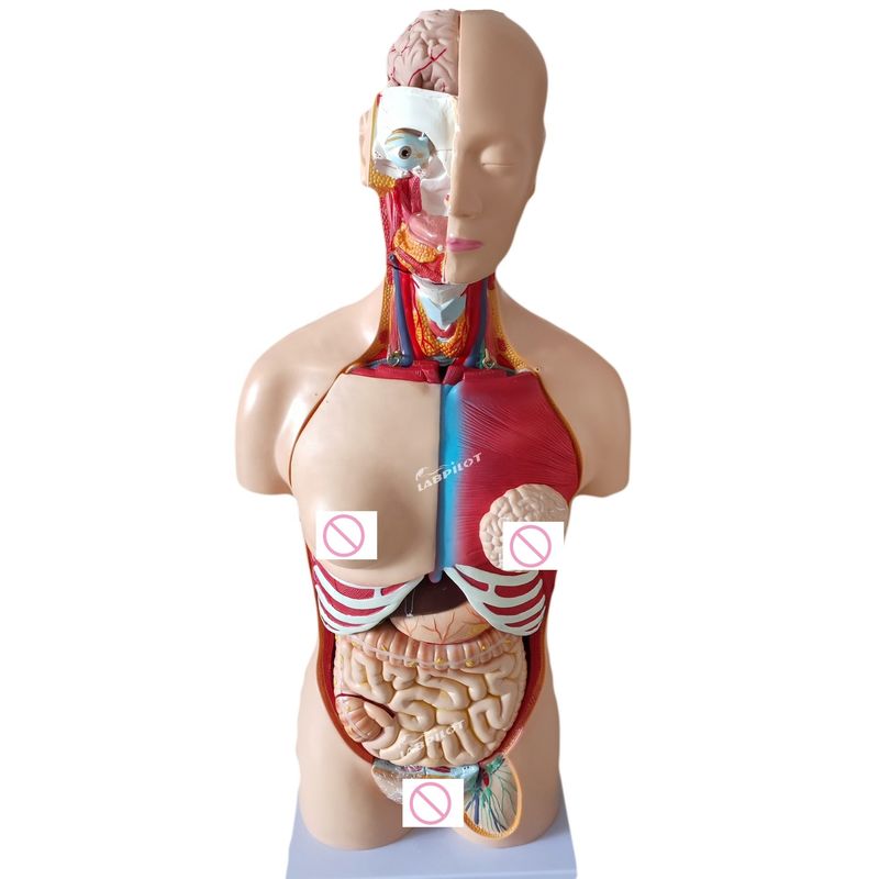 85CM Unisex Torso Manichino Organi interni Anatomia Modello Torso Umano Modelli Categoria