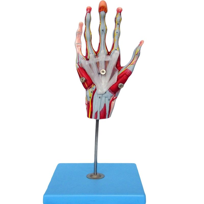Muscoli della mano, vasi e nervi Modello anatomico della mano per mostrare l'anatomia della mano