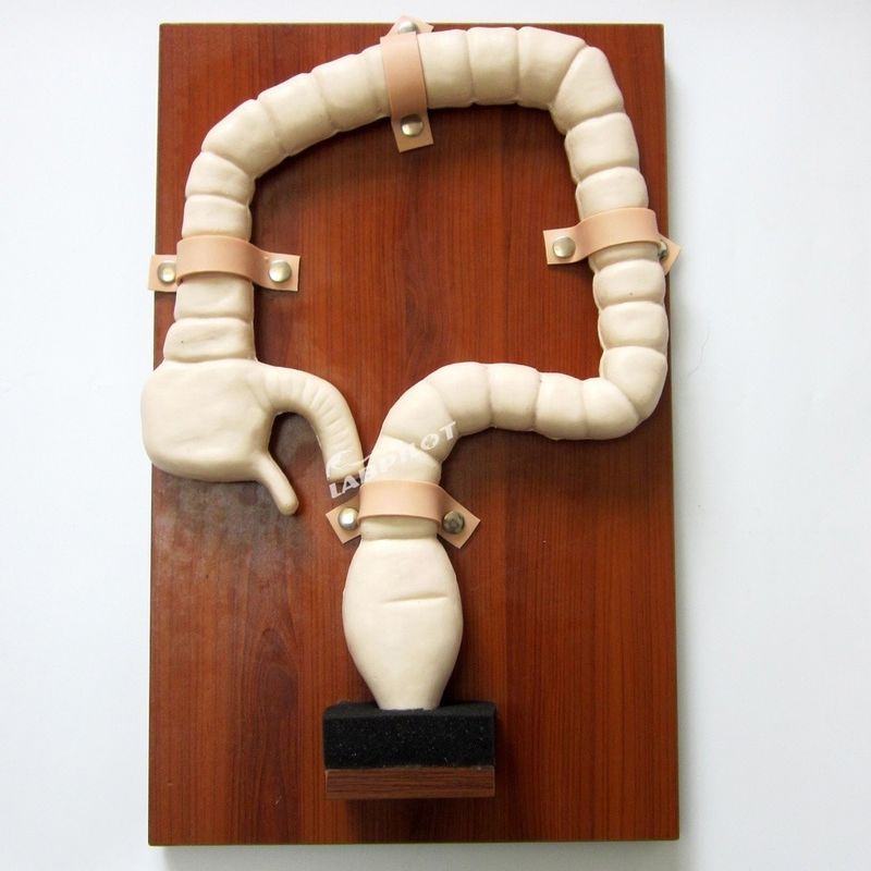 Allenamento Sigmoidoscopico Umano con Vivid Large Intestine Model e Life Size Simulator