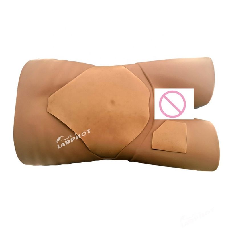 Simulatore di esame ecografico degli organi umani per modello di formazione medica avanzata in PVC