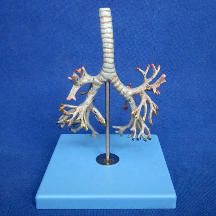 Vivido albero bronchiale anatomico modello 26 posizioni segnate anatomia della trachea per la scienza medica